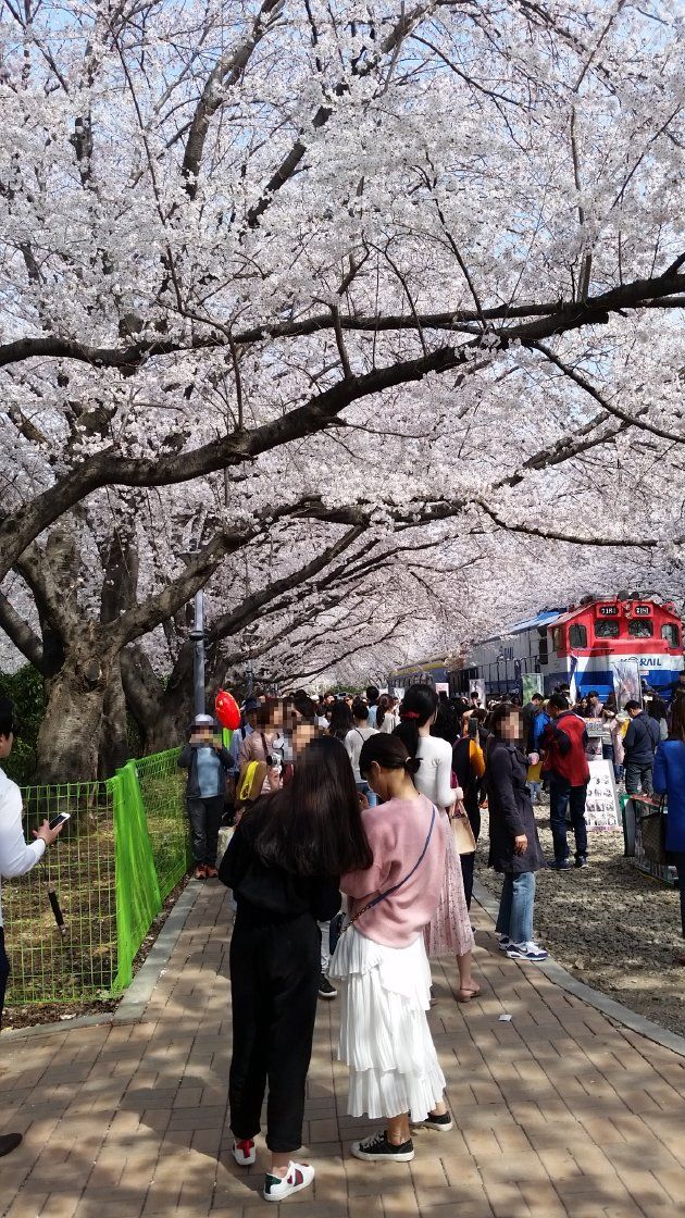 慶和駅桜通りの風景